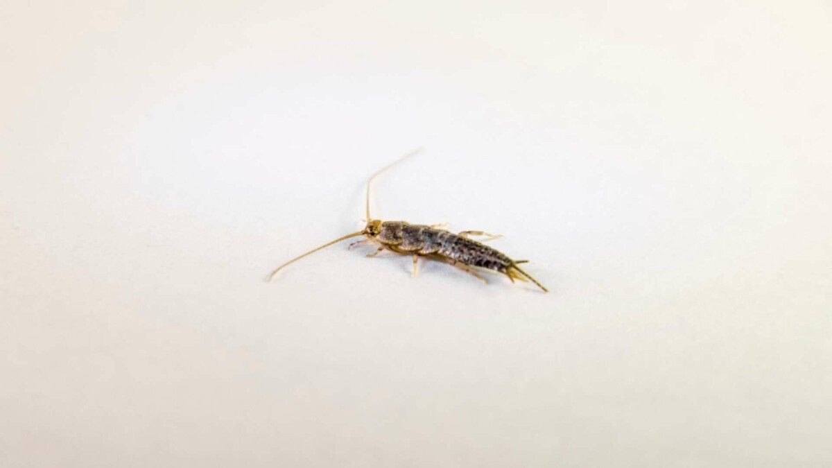 Do LED Lights Attract Silverfish? 10 Tips To Keep Silverfish At Bay