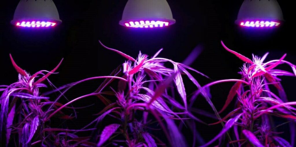 Can LED Light Replace Sunlight for Plants