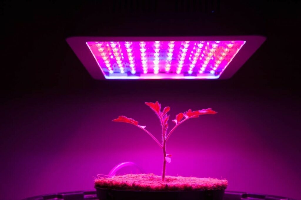 Can regular LED lights grow plants